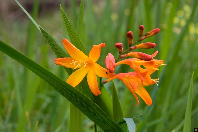 img00057.jpg
