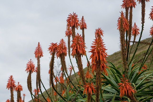 img00077.jpg