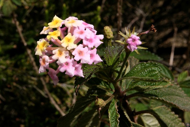 img00064.jpg