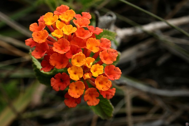 img00065.jpg
